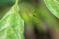 Yellow and orange female Golden orb-web spider Nephila spp. sitting on a web, Madagascar Royalty Free Stock Photo