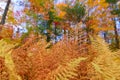 Yellow-Orange fern in Autumn in Brownville Maine with fall trees in the background Royalty Free Stock Photo