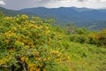 Yellow and orange Flame Azalea blooms together on Roan Mountain. Royalty Free Stock Photo