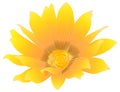 Yellow-orange flower