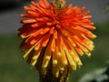 Yellow and orange flower that blooms out west. Royalty Free Stock Photo