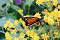 Yellow orange  flower  butterfly close up green background Royalty Free Stock Photo