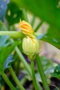 Yellow orange flower of a Golden Yellow Squash, a variety of zucchini, growing in a kitchen garden