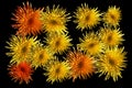 Yellow orange flower heads asters isolated on a black background Royalty Free Stock Photo