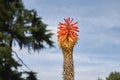 Yellow and orange flower of Kniphofia plant