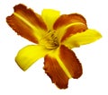 Yellow-orange flower lily on white isolated background with clipping path no shadows. Closeup. Royalty Free Stock Photo