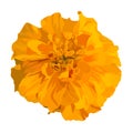 Yellow with orange flower marigold. Vector illustration