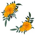 Yellow with orange flower marigold. Vector illustration.