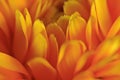 Yellow orange flower petals Royalty Free Stock Photo