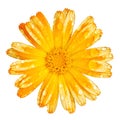 Yellow orange flower with water drops isolated on white Royalty Free Stock Photo