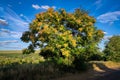 Yellow orange flowering Cedrela odorata tree Royalty Free Stock Photo