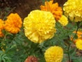 Yellow and orange flowers creating good feel and looks