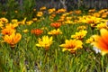 Yellow orange flowers in grass Royalty Free Stock Photo