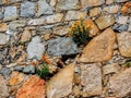 Yellow and Orange flowers grow out of an ancient cobblestone rock wall, Europe, Medieval