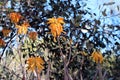 The yellow and Orange Tubular Flowers on the Stalks of an Aloe Elegans