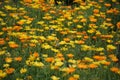 Yellow and orange flowers mix, mixed annuals Royalty Free Stock Photo