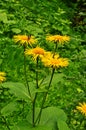 Yellow & orange flowers Telekia specios