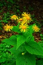 Yellow & orange flowers Telekia specios