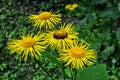 Yellow & orange flowers Telekia specios