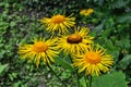 Yellow & orange flowers Telekia specios