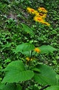 Yellow & orange flowers Telekia specios