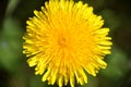 Yellow dandelion flower close up, macro, spring background Royalty Free Stock Photo