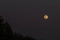 Yellow orange full moon in spring evening on dark nice sky Royalty Free Stock Photo