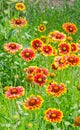 Yellow-orange Gaillardia aristata flowers, green field Royalty Free Stock Photo