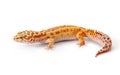 Yellow-orange gecko