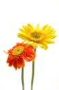 Yellow and orange gerber daisies Royalty Free Stock Photo