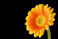 Yellow Orange Gerbera Black Background Royalty Free Stock Photo