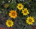 Yellow and orange gerbera daisies and buds, Camogli, Italy Royalty Free Stock Photo