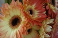 Yellow and orange Gerbera Daisies Royalty Free Stock Photo