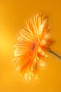 Yellow orange gerbera flower Royalty Free Stock Photo