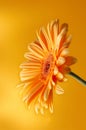 Yellow orange gerbera flower Royalty Free Stock Photo