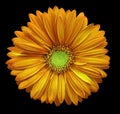 Yellow-orange gerbera flower, black isolated background with clipping path. Closeup. no shadows. For design. Royalty Free Stock Photo