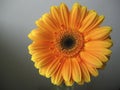 Yellow - Orange Gerbera Flower Close up Royalty Free Stock Photo