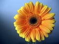 Yellow - Orange Gerbera Flower Close up on Blue Background Royalty Free Stock Photo