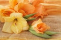 Yellow and orange gladioli Royalty Free Stock Photo