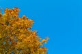 Yellow orange golden red autumn maple leaves on branches of round tree against the backdrop of clear blue sky Royalty Free Stock Photo