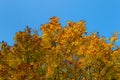 Yellow orange golden red autumn maple leaves on branches of round tree against the background of clear blue sky in sunny weather Royalty Free Stock Photo