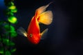 Yellow, orange goldfish koi fish in dark water
