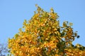 Yellow, orange and green leaves of Acer platanoides, also known as Norway maple tree in an autumn garden, view towards grey sky, s Royalty Free Stock Photo