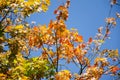 Yellow, orange, green, red leaves of tree on background of blue sky. Autumn concept. Autumn foliage with copy space. Maple tree in Royalty Free Stock Photo