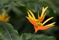 Yellow and orange Heliconia aurantiaca in bloom Royalty Free Stock Photo