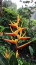 Yellow orange Heliconia psittacorum flower blooming like his nickname bird paradise Royalty Free Stock Photo