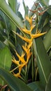 Yellow orange Heliconia psittacorum flower blooming like his nickname bird paradise Royalty Free Stock Photo