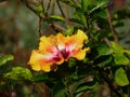 Yellow orange hibiscus flower, also known as gumamela in the Philippines