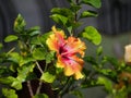 Yellow-orange hibiscus flower, also known as gumamela in the Philippines