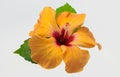 Yellow-orange hibiscus flower, isolated on white background. Orange tropical flower with leaves. Royalty Free Stock Photo